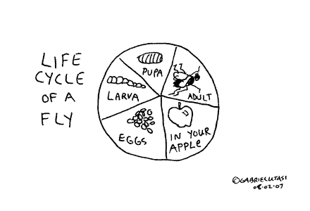 Life cycle of a fly